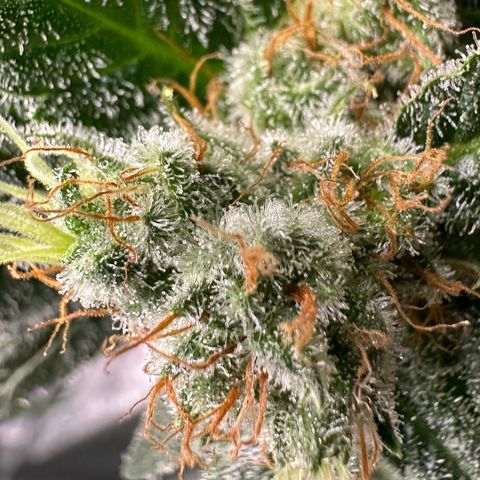 Fuel D.OG #1 Female 47.36g growlog timeline photo