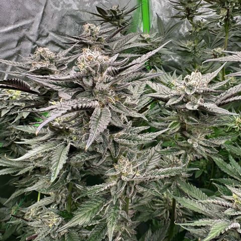 MiscxLAZ #22 C 42.33g growlog timeline photo