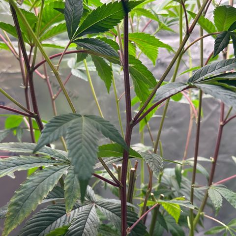 MiscxLAZ #26 C #2 growlog timeline photo