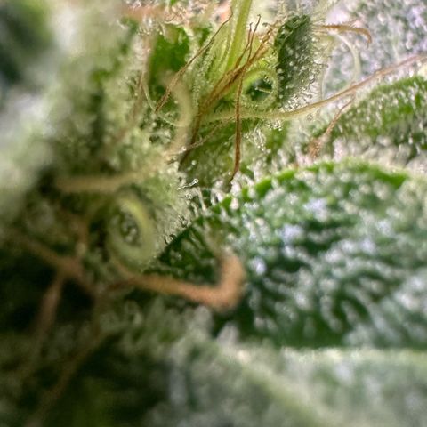 CxLAZ #20 C1 25g growlog timeline photo