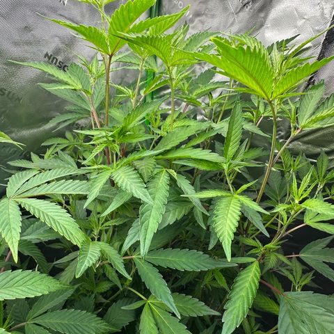 CxLAZ #15 C #1 growlog timeline photo