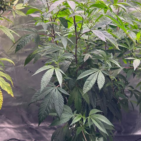 MiscxLAZ #26 C #2 growlog timeline photo