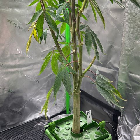 CxLAZ #15 C #1 growlog timeline photo