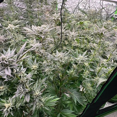 MiscxLAZ #29 C growlog timeline photo