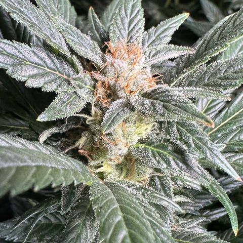 Fuel D.OG #2 Female 49.44g M growlog timeline photo