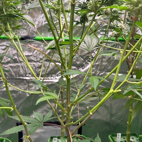 CxLAZ #20 C1 25g growlog timeline photo