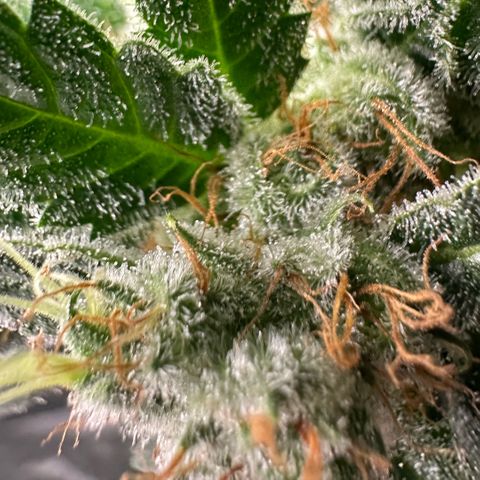 Fuel D.OG #1 Female 47.36g growlog timeline photo