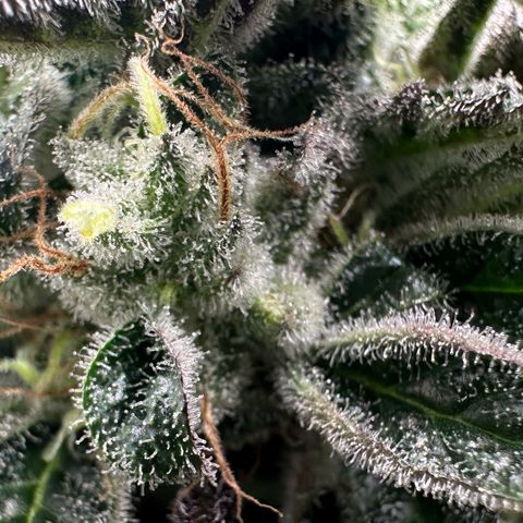 CxLAZ #03 C #1 58.58g growlog timeline photo