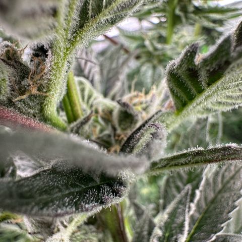 MiscxLAZ #37 C growlog timeline photo
