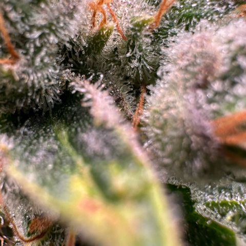 Fuel D.OG #1 Female 47.36g growlog timeline photo