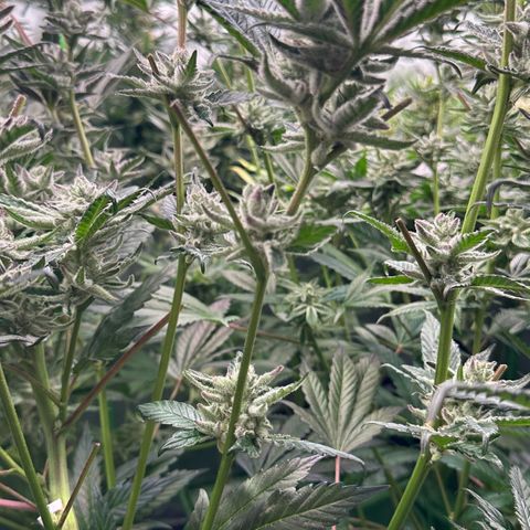MiscxLAZ #29 C growlog timeline photo