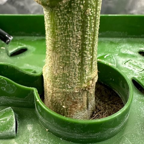 MiscxLAZ #26 C #2 growlog timeline photo