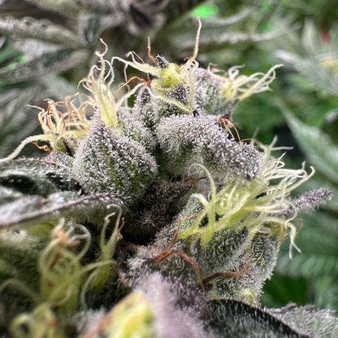 CxLAZ #03 C #1 58.58g growlog timeline photo