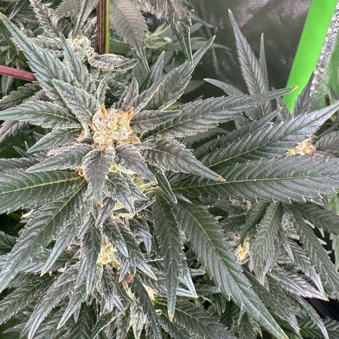Fuel D.OG #2 Female 49.44g M growlog timeline photo