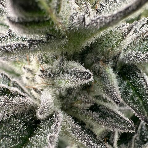 MiscxLAZ #29 C growlog timeline photo