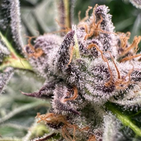 MiscxLAZ #37 C growlog timeline photo