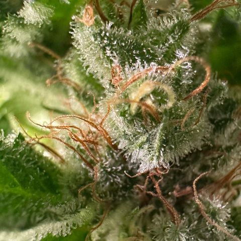 Fuel D.OG #1 Female 47.36g growlog timeline photo