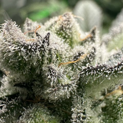 MiscxLAZ #29 C growlog timeline photo