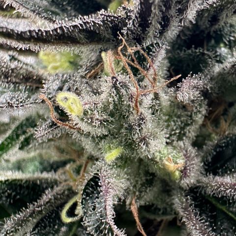 CxLAZ #03 C #1 58.58g growlog timeline photo