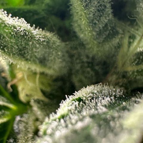 MiscxLAZ #08 C #1 growlog timeline photo