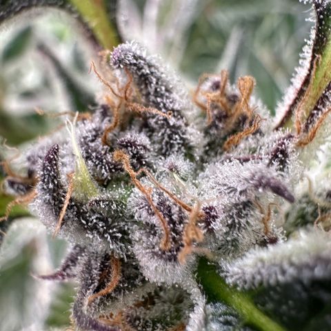 MiscxLAZ #37 C growlog timeline photo