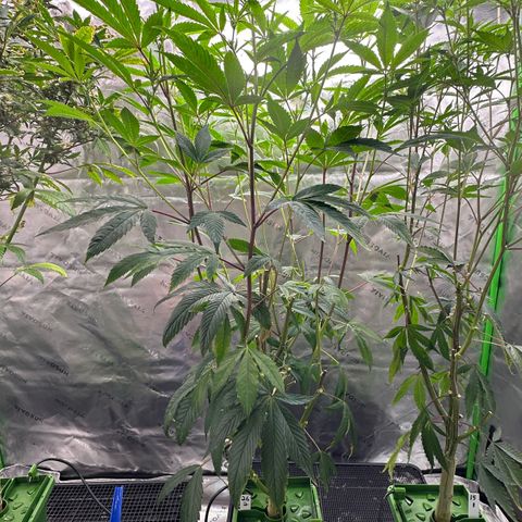 MiscxLAZ #26 C #2 growlog timeline photo