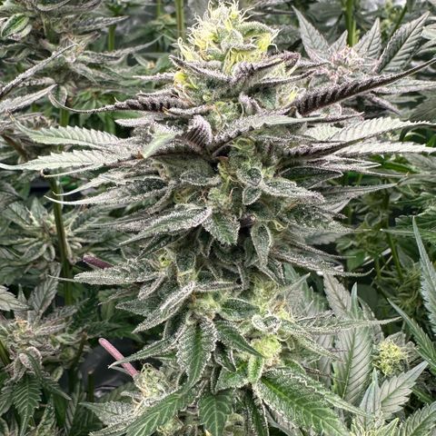 CxLAZ #03 C #1 58.58g growlog timeline photo