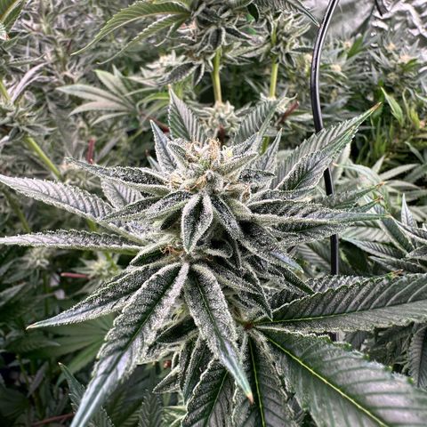 MiscxLAZ #26 C #1 47.15g growlog timeline photo