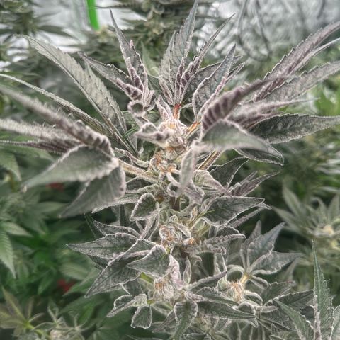 MiscxLAZ #37 C growlog timeline photo