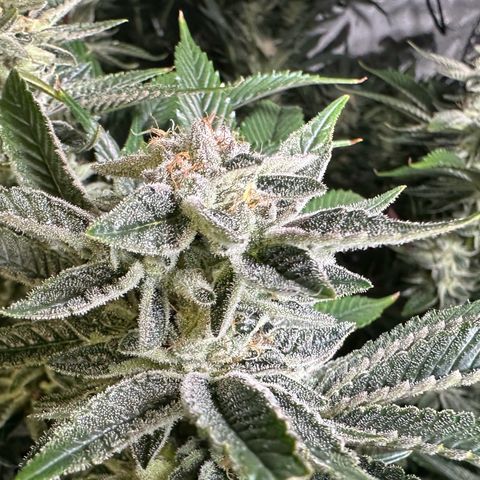 MiscxLAZ #26 C #1 47.15g growlog timeline photo