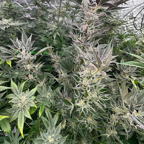 MiscxLAZ #37 C growlog timeline photo