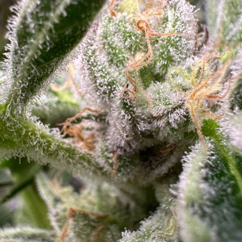 MiscxLAZ #37 C growlog timeline photo