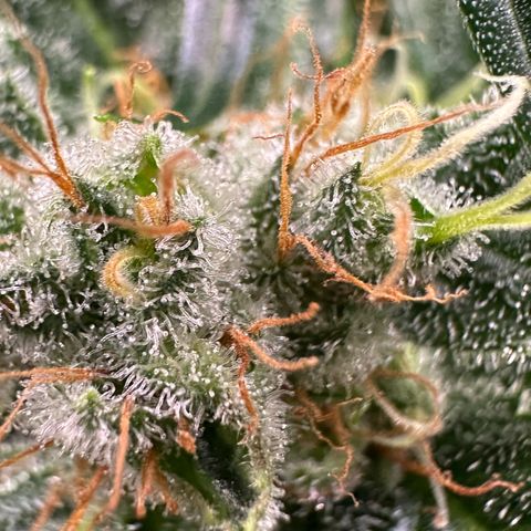 Fuel D.OG #1 Female 47.36g growlog timeline photo