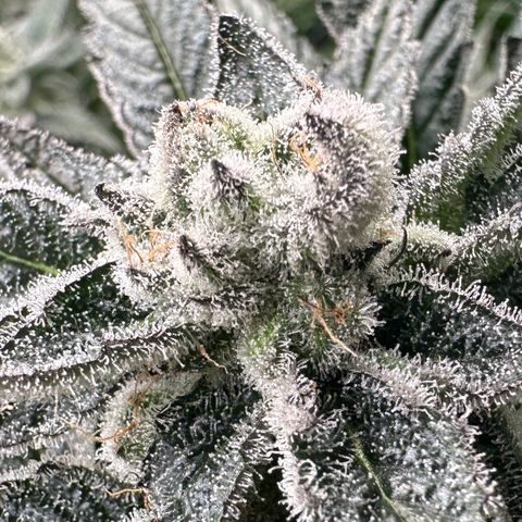MiscxLAZ #29 C growlog timeline photo