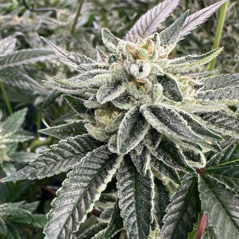 MiscxLAZ #26 C #1 47.15g growlog timeline photo
