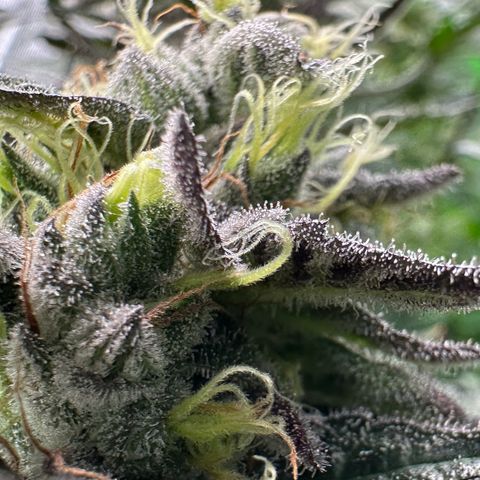 CxLAZ #03 C #1 58.58g growlog timeline photo