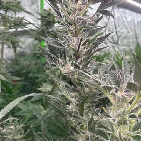 MiscxLAZ #37 C growlog timeline photo
