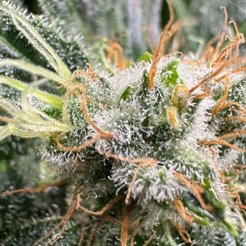Fuel D.OG #1 Female 47.36g growlog timeline photo