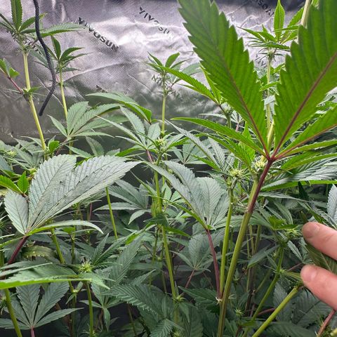 MiscxLAZ #26 C #2 growlog timeline photo