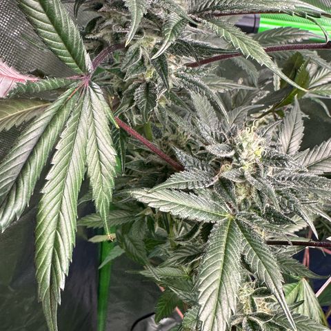 CxLAZ #03 C #1 58.58g growlog timeline photo