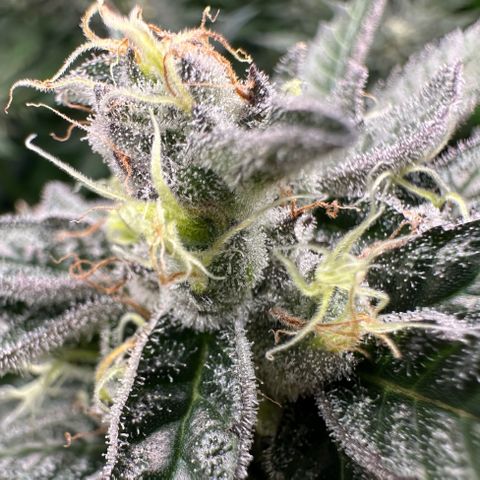 CxLAZ #03 C #1 58.58g growlog timeline photo