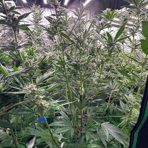 MiscxLAZ #29 C growlog timeline photo