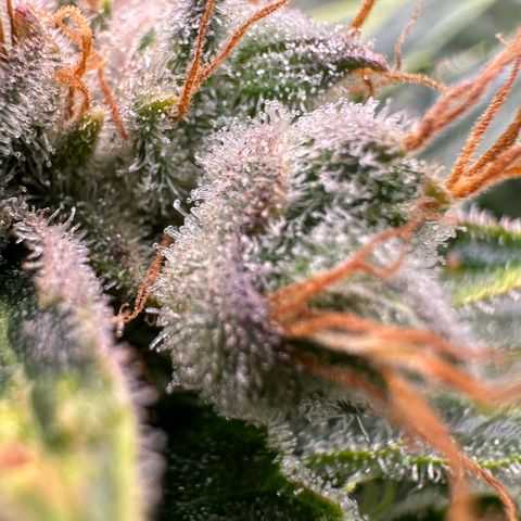 Fuel D.OG #1 Female 47.36g growlog timeline photo