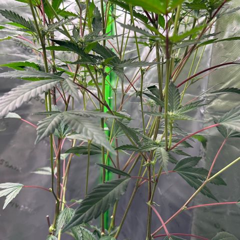 CxLAZ #15 C #1 growlog timeline photo