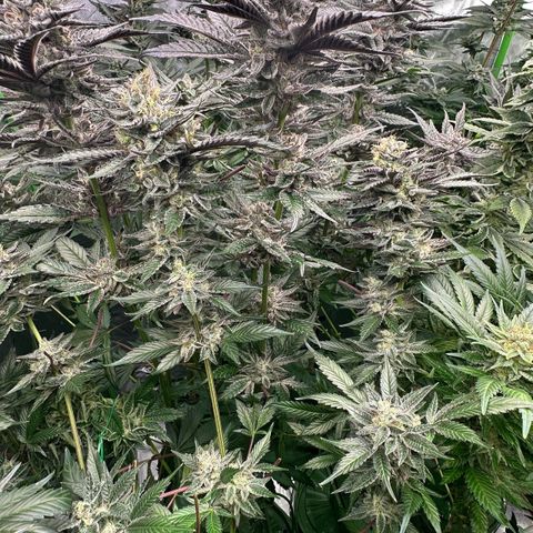 CxLAZ #03 C #1 58.58g growlog timeline photo
