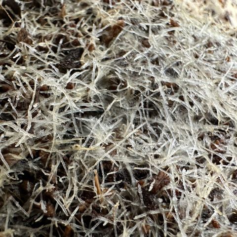 MiscxLAZ #26 C #2 growlog timeline photo