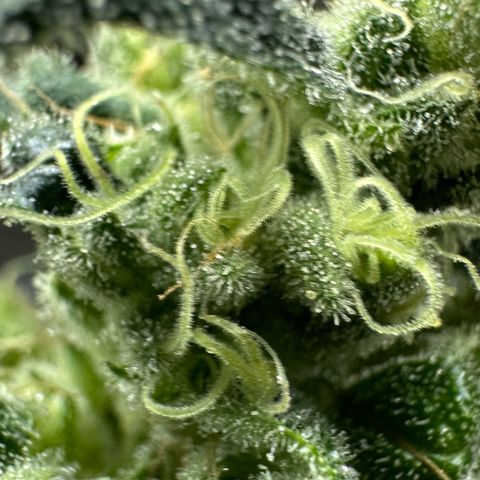 MiscxLAZ #08 C #1 growlog photo: Broke bud off plant