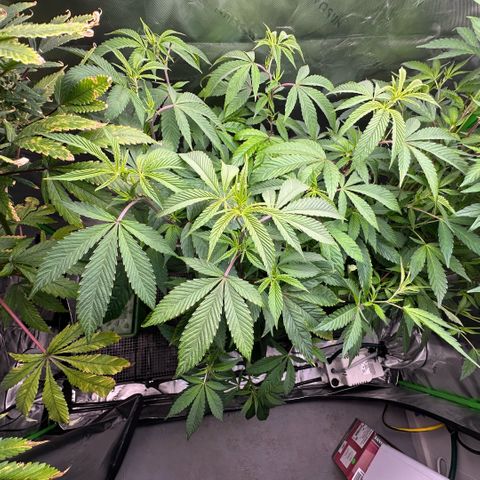 MiscxLAZ #26 C #2 growlog timeline photo