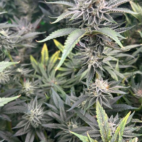 MiscxLAZ #26 C #1 47.15g growlog timeline photo