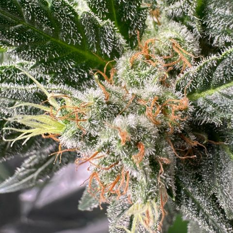 Fuel D.OG #1 Female 47.36g growlog timeline photo